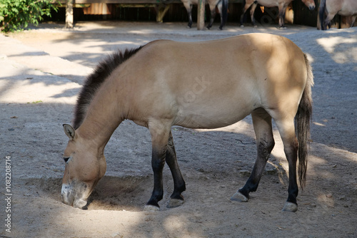 Przewalski horse in zoo, Equus caballus photo