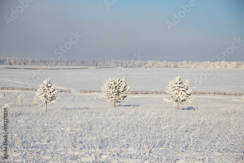 A white winter landscape with snow in Siberia, Winter with trees and shrubs covered with frost, with a blue sky. photo