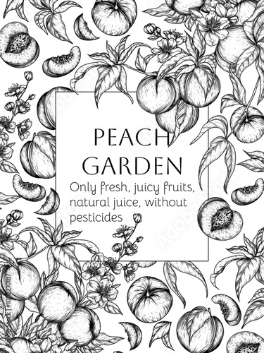 Vector frame with peach fruit tree and slice, piece, half of fruit in engraving style	