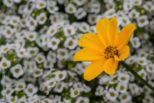 Yellow winter cosmos blooming in a white alyssum flowerbed photo