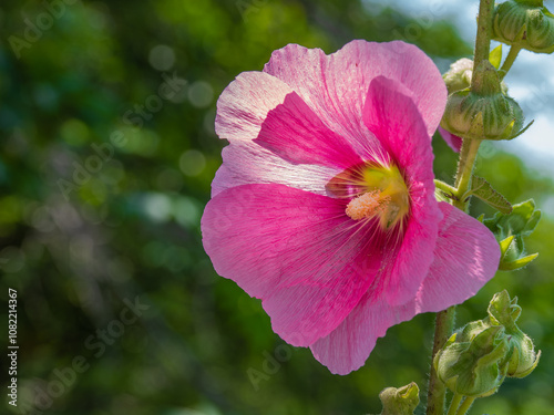 Large pink hollyhock