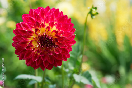 Gorgeous dahlia with red petals mixed with yellow