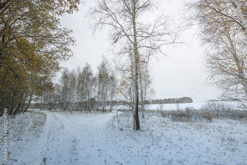 trees in winter