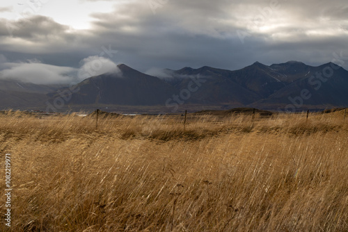 Landscape with yellow golden grass, Iceland