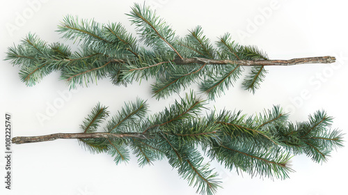 christmas tree branches isolated on white