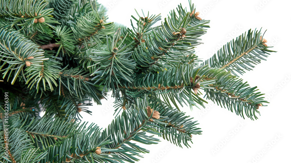 christmas tree branches isolated on white christmas tree branches isolated on white