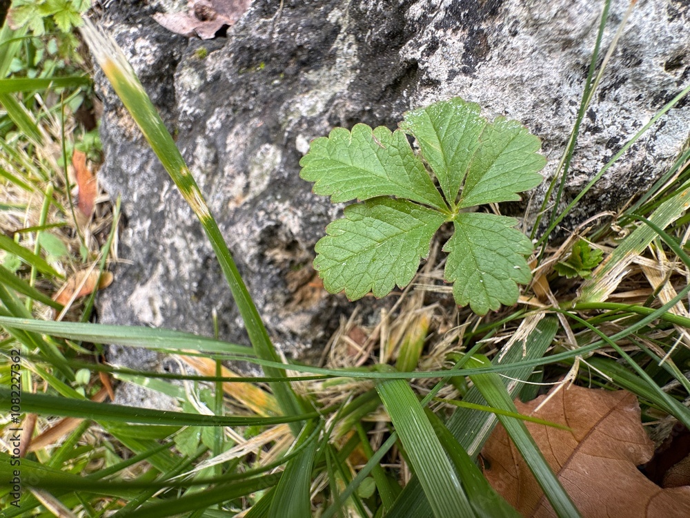 Potentilla erecta plant grows among rocks. Close-up. Beautiful leaves among stones. Tormentilla erekta, Potentilla lata, Potentilla tormentilla, tormentil, five-leafed stitch. Burren Strawberry leaf.