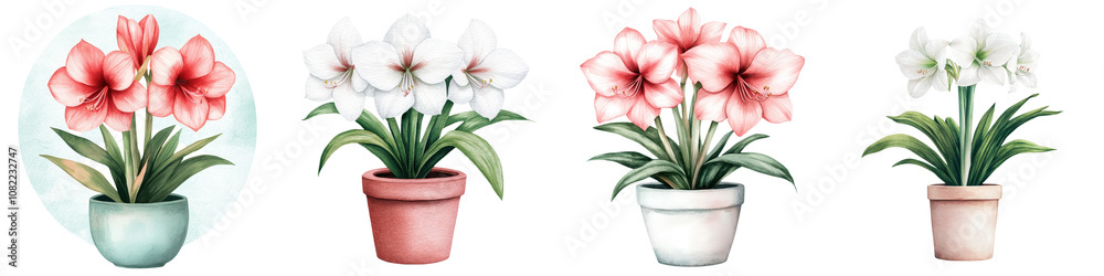 Fototapeta premium Vibrant Amaryllis Blooms in Ceramic Pots Watercolor Floral