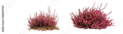 Abundant pink heather bushes blooming amidst lush natural foliage in a picturesque outdoor landscape creating a vibrant scenic and botanically rich environment