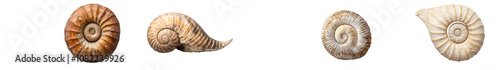 Closeup of intricate and beautiful fossilized spiral nautilus seashells on a plain white background