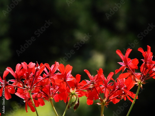 Piękne czerwone pelargonie