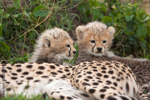 Cheetah babies at Masai Mara, Kenya 