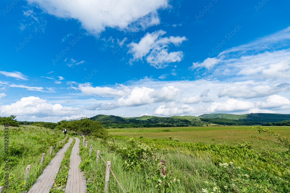 Fototapeta premium 夏空の八島ヶ原湿原