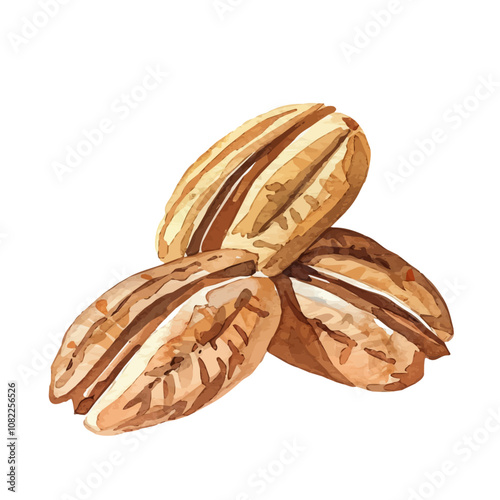 A watercolor painting of a set of pecan seeds, isolated on a white background. Pecan seeds vector.