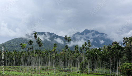 Tablou pe pânză A Picturesque locale of the Country side Areca nut plantation against the hill range and the clouds in India