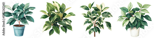 Ficus Benjamina Houseplants in Decorative Pots for Indoor Ambiance