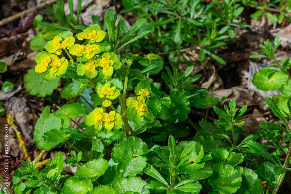 Blooming Golden Saxifrage Chrysosplenium alternifolium with soft edges. Selective focus. Has healing properties. Yellow spring small flowers Blooming Golden Saxifrage Chrysosplenium alternifolium with soft edges. Selective focus. Has healing properties. Yellow spring small flowers