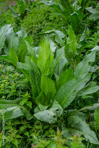 Rumex confertus grows in the garden in spring photo