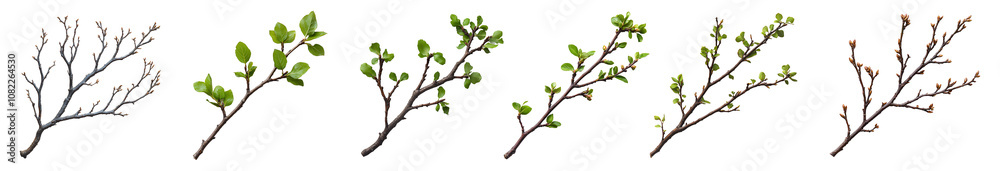 Obraz premium branch of a tree set PNG. Decorative branch top view PNG. Tree branch flat lay isolated. Simple branch with leaves PNG.