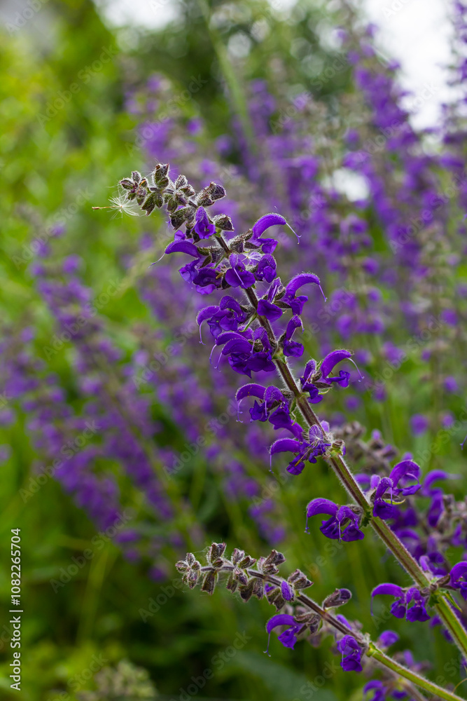 Salvia pratensis, the meadow clary or meadow sage, is a species of flowering plant in the family Lamiaceae, native to Europe, western Asia and northern Africa Salvia pratensis, the meadow clary or meadow sage, is a species of flowering plant in the family Lamiaceae, native to Europe, western Asia and northern Africa