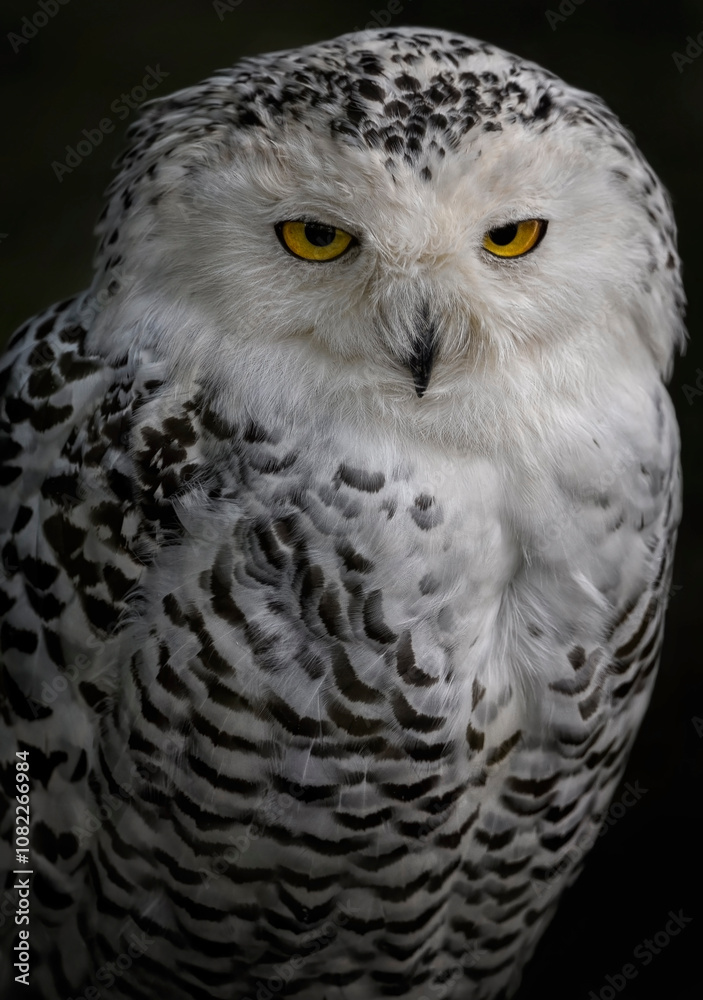 Obraz premium A close up of a Snowy Owl ( Polar owl, Arctic owl or White owl)