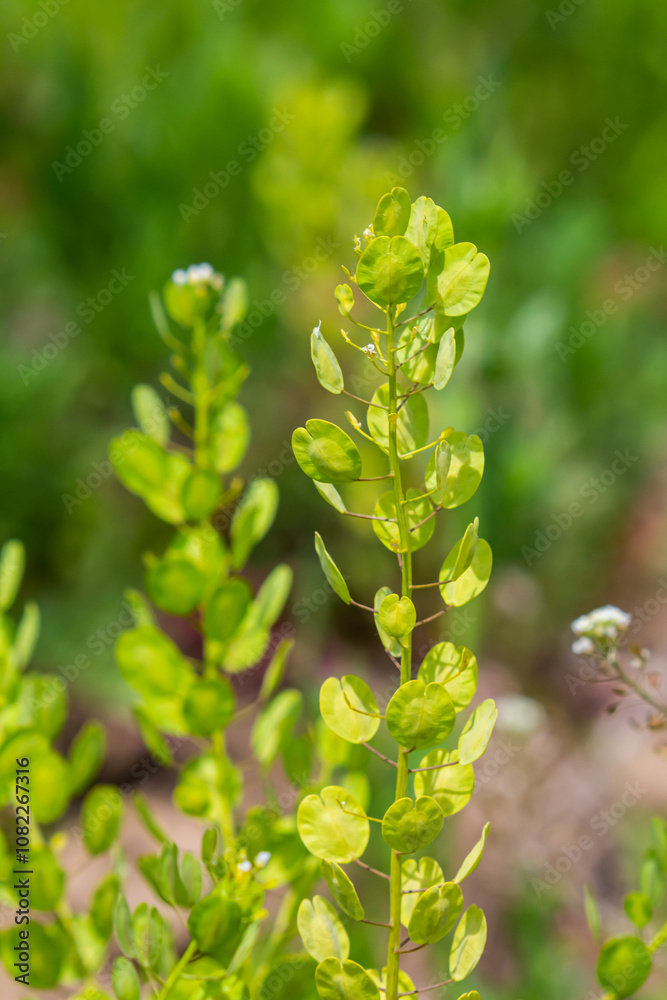 In nature, Thlaspi arvense grows among wild grasses In nature, Thlaspi arvense grows among wild grasses