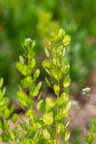 In nature, Thlaspi arvense grows among wild grasses photo