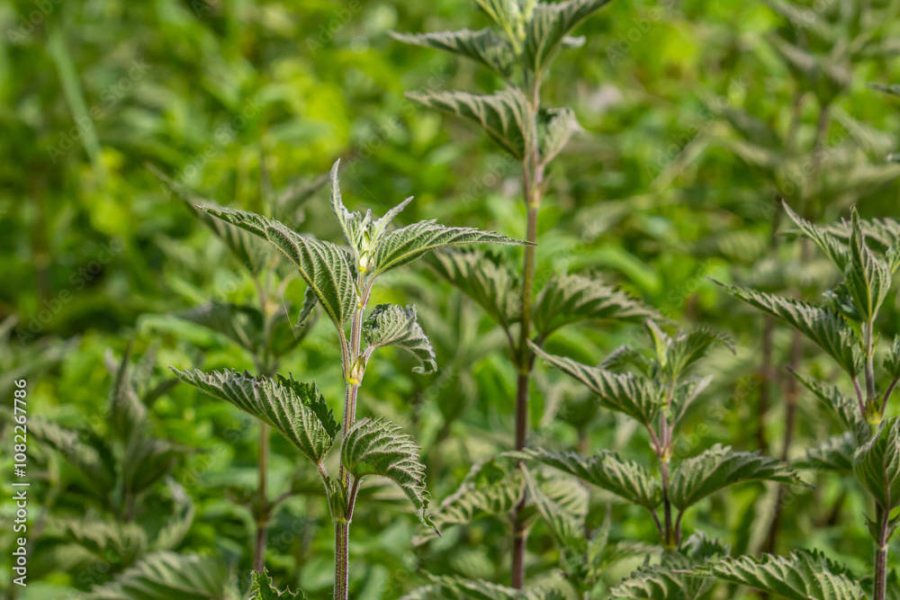 Urtica dioica or stinging nettle, in the garden. Stinging nettle, a medicinal plant that is used as a bleeding, diuretic, antipyretic, wound healing, antirheumatic agent Urtica dioica or stinging nettle, in the garden. Stinging nettle, a medicinal plant that is used as a bleeding, diuretic, antipyretic, wound healing, antirheumatic agent