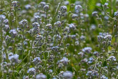 Wide angle closeup on an aggregation of lightblue Early Forget-me-not, Myosotis ramosissima an annual flowering herb photo