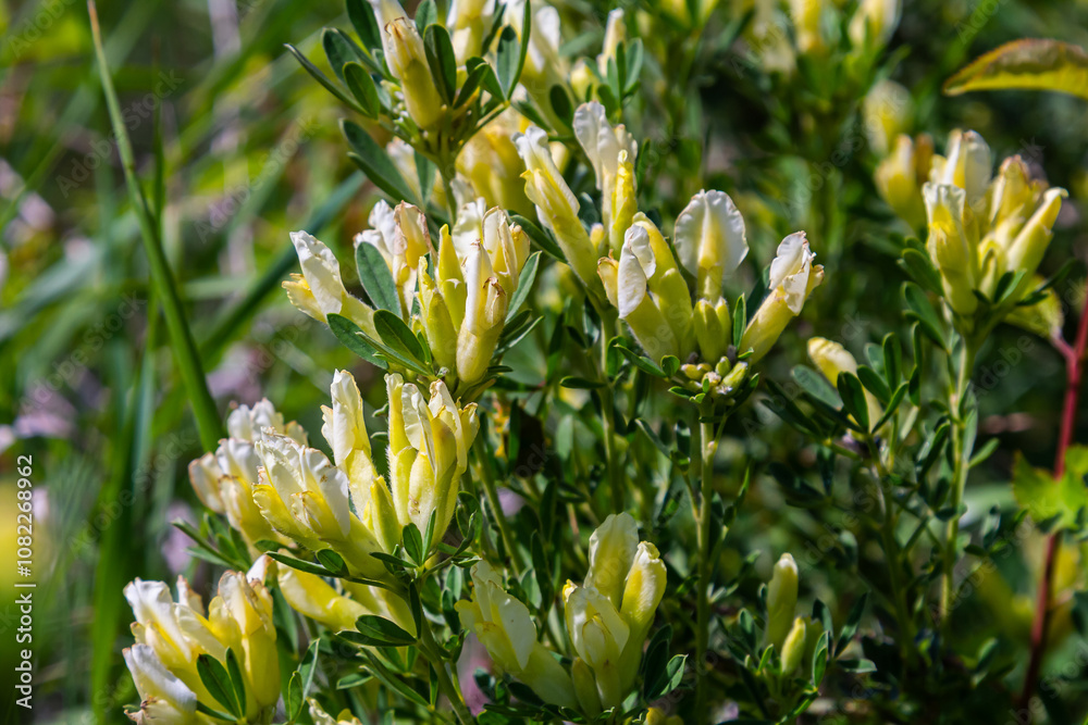 In the spring Chamaecytisus ruthenicus blooms in the wild In the spring Chamaecytisus ruthenicus blooms in the wild