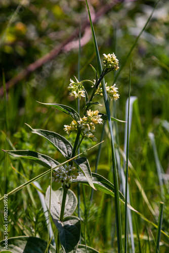 Vincetoxicum hirundinaria. Close up of white swallow wort.Vincetoxicum in the family Apocynaceae photo