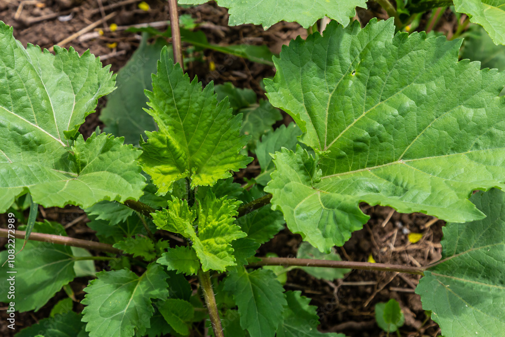 Heracleum, cow parsnip,parsnip. Green large leaves of a fast growing weed Heracleum, cow parsnip,parsnip. Green large leaves of a fast growing weed