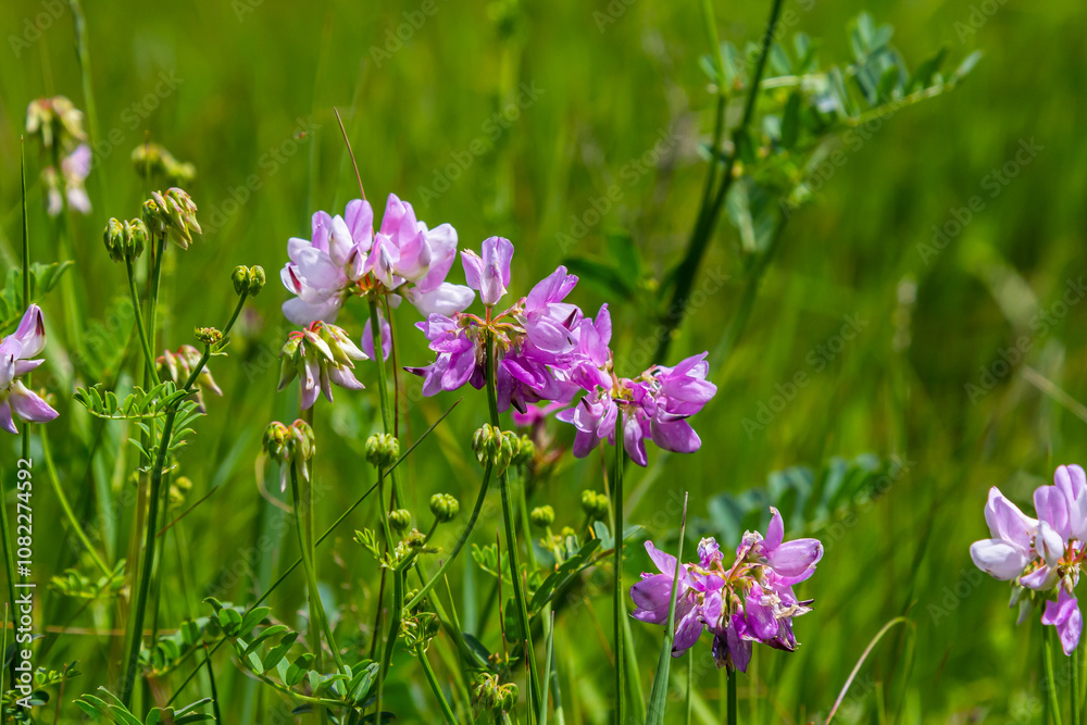 the flowers of Securigera varia - crownvetch, purple crown vetch the flowers of Securigera varia - crownvetch, purple crown vetch