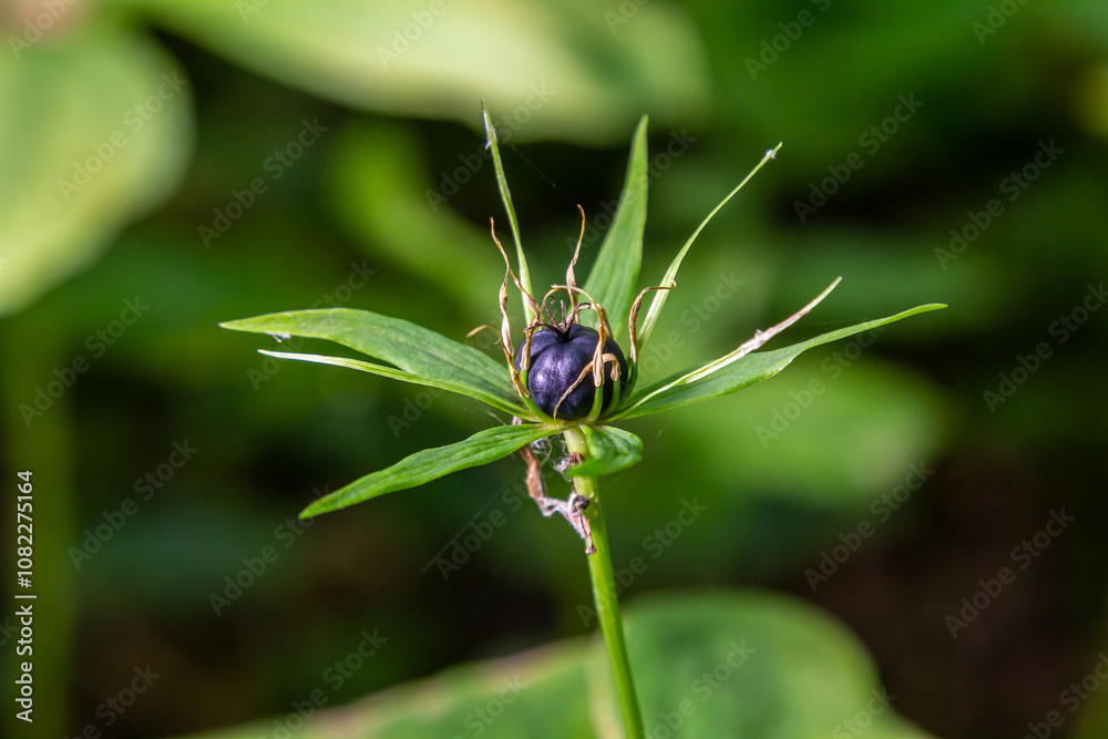 Very poisonous plant Raven's eye four-leaf Paris quadrifolia also known, berry or True Lovers Knot growing in the wild in a forest Very poisonous plant Raven's eye four-leaf Paris quadrifolia also known, berry or True Lovers Knot growing in the wild in a forest