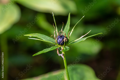 Very poisonous plant Raven's eye four-leaf Paris quadrifolia also known, berry or True Lovers Knot growing in the wild in a forest photo