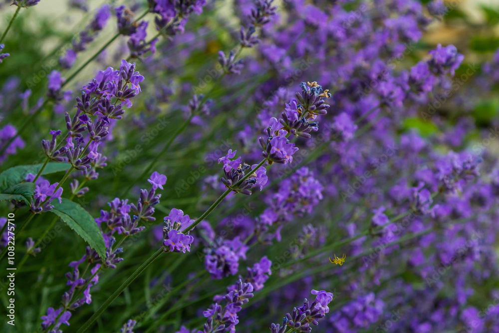 Obraz premium Lavandula angustifolia bunch of flowers in bloom, purple scented flowering bouquet of smelling beautiful plants