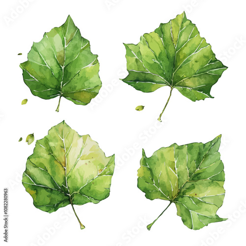 A watercolor painting of a set of poplar leaves, isolated on a white background. Poplar leaves vector.