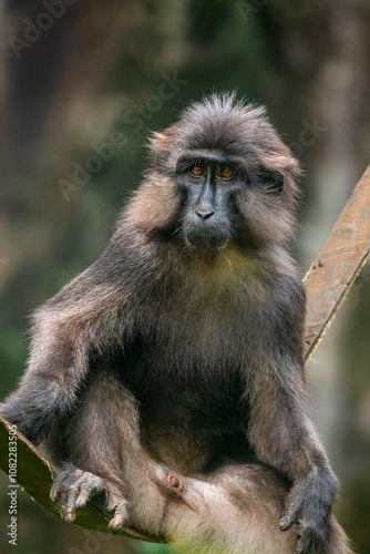 Tonkean macaque (Macaca tonkeana) is a species of primate in the family Cercopithecidae. It is endemic to central Sulawesi and the nearby Togian Islands in Indonesia. photo