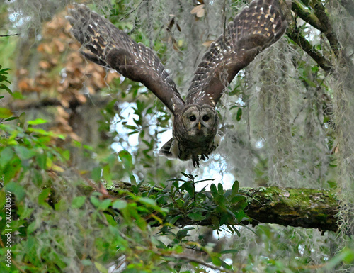 owl in flight