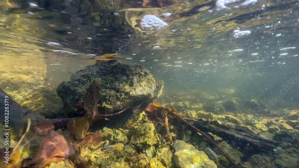 Underwater shot of a shallow stream in autumn. Saaremaa, Estonia. Underwater shot of a shallow stream in autumn. Saaremaa, Estonia.