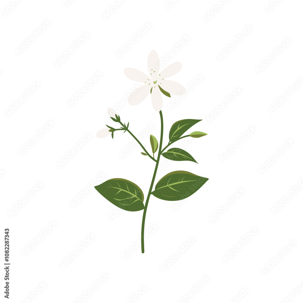 Simple Jasmine Flower Vector Illustration with Green Leaves Simple Jasmine Flower Vector Illustration with Green Leaves
