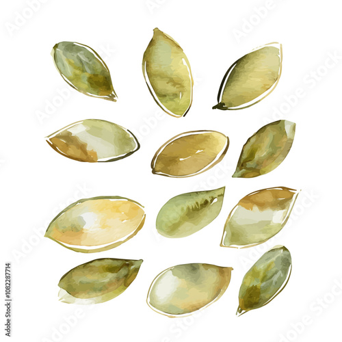 A watercolor of a set of pumpkin seeds, isolated on a white background. Pumpkin seeds vector.