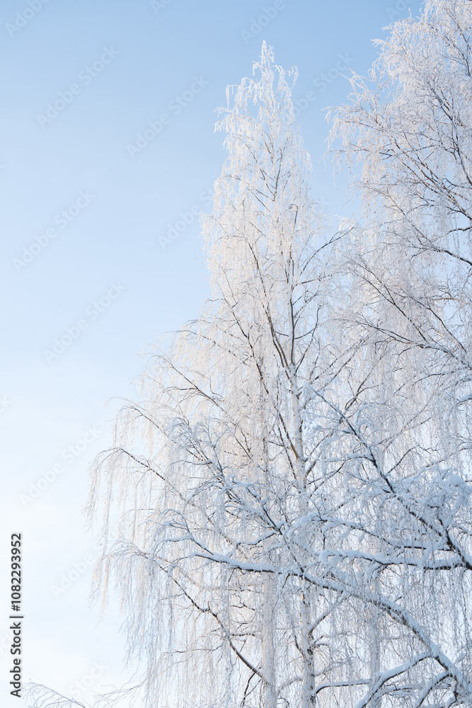 Tree branches covered with white frost against a blue sky. Forest. Winter in Finland. Tree branches covered with white frost against a blue sky. Forest. Winter in Finland.
