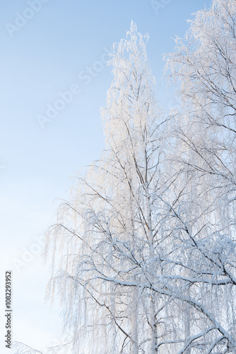 Tree branches covered with white frost against a blue sky. Forest. Winter in Finland.