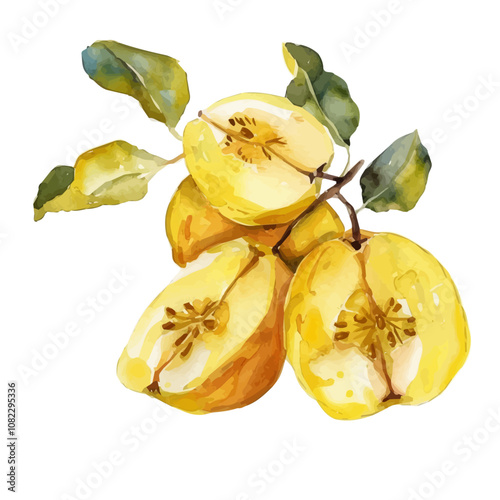 A watercolor of a set of quince seeds, isolated on a white background. Quince seeds vector.