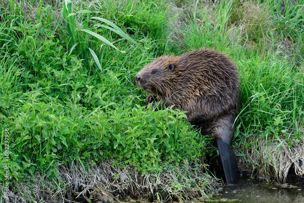 Eurasian beaver, Castor fiber in tall grass with nettle at dusk Eurasian beaver, Castor fiber in tall grass with nettle at dusk