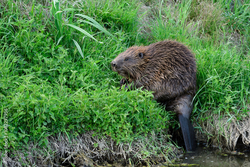Eurasian beaver, Castor fiber in tall grass with nettle at dusk