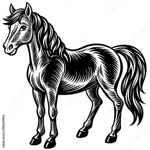 Horse on White Background