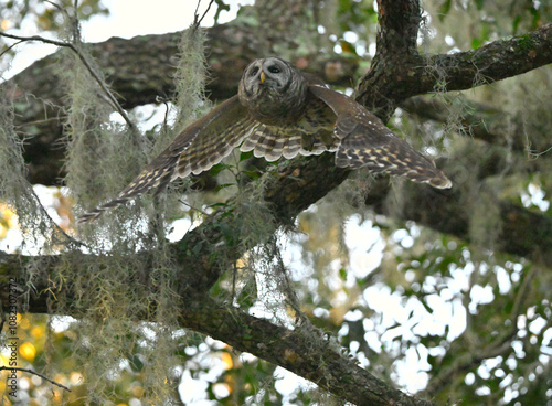 owl in flight photo