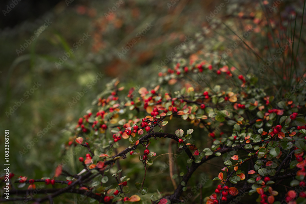 Obraz premium bush with red berries
